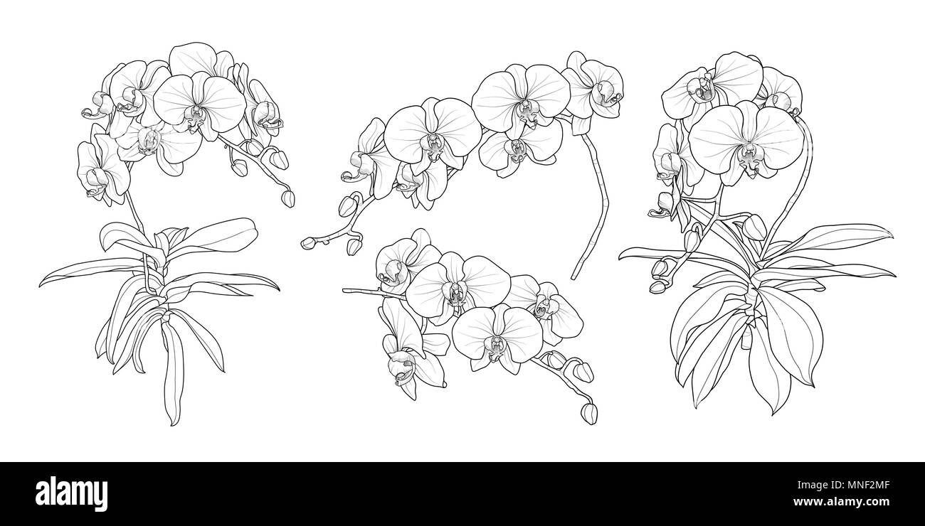 Eingestellt von isolierten orchid Niederlassung in 4 Stile festlegen 1. Süße Hand gezeichnet Blume Vector Illustration in schwarzer Umriss und weißen Ebene auf weißem Hintergrund. Stock Vektor