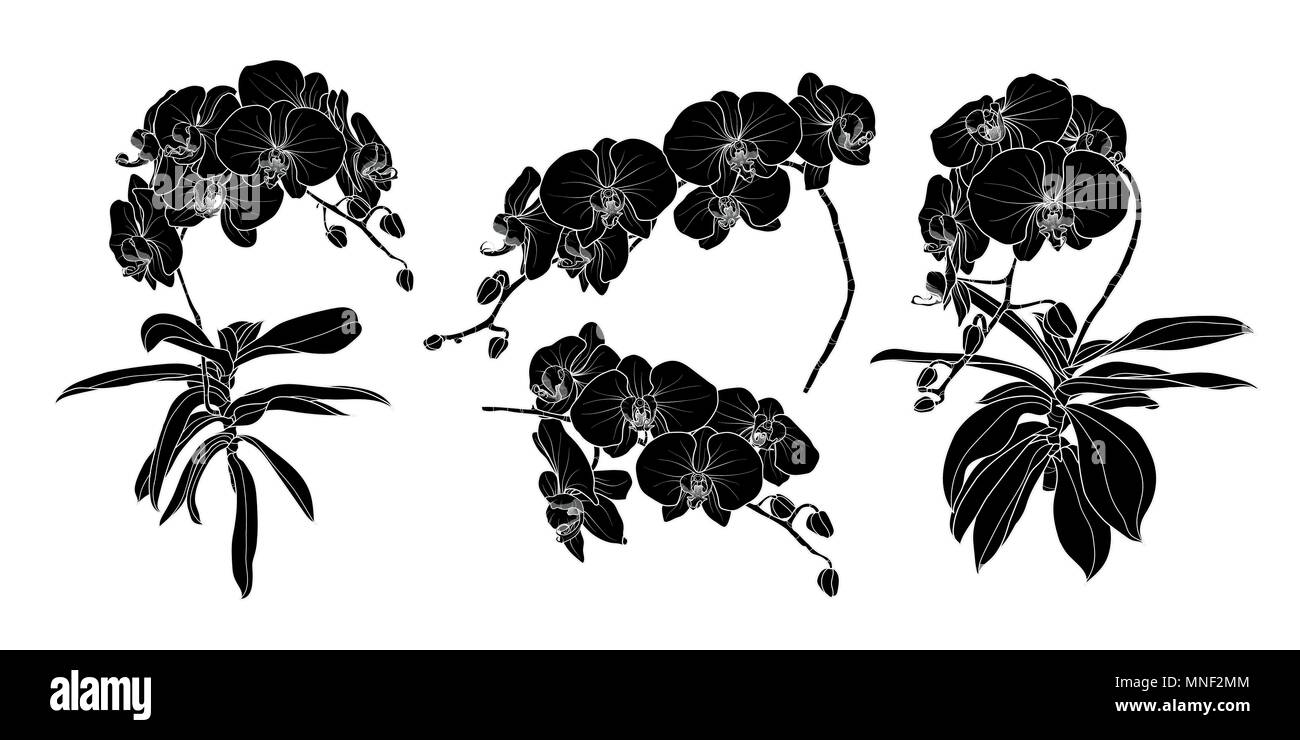 Eingestellt von isolierten Silhouette orchid Niederlassung in 4 Stile festlegen 1. Süße Hand gezeichnet Blume Vector Illustration in weißer Umriss und Schwarz auf Weiß hinterg Stock Vektor