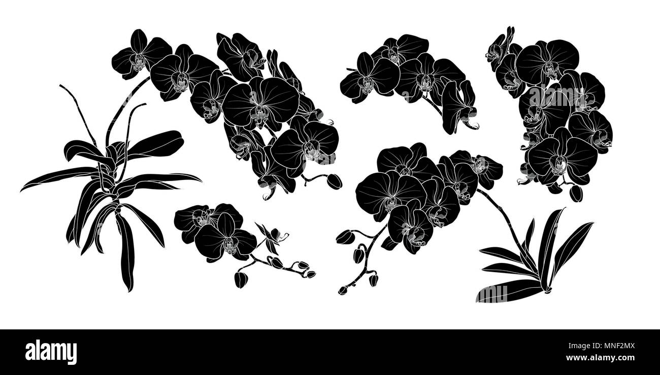 Eingestellt von isolierten Silhouette orchid Niederlassung in 5 Stile festlegen 2. Süße Hand gezeichnet Blume Vector Illustration in weißer Umriss und Schwarz auf Weiß hinterg Stock Vektor