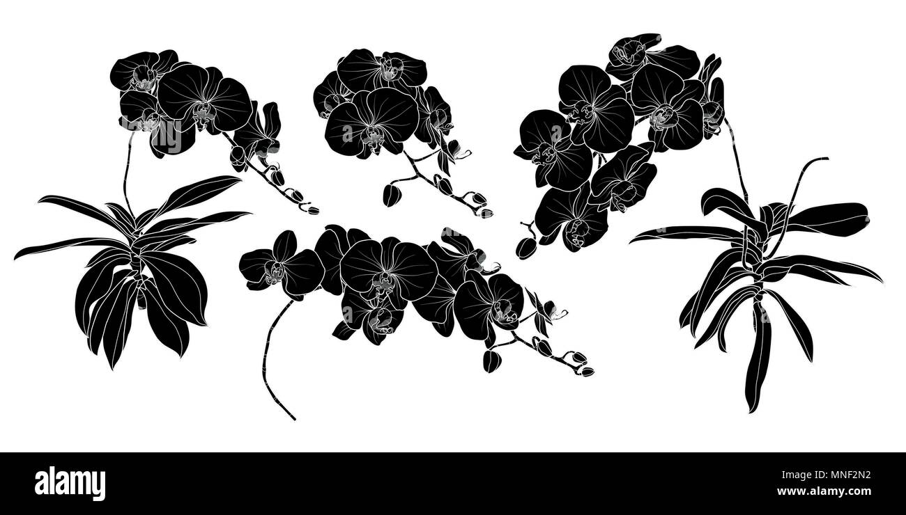 Eingestellt von isolierten Silhouette orchid Niederlassung in 4 Stile festlegen 3. Süße Hand gezeichnet Blume Vector Illustration in weißer Umriss und Schwarz auf Weiß hinterg Stock Vektor