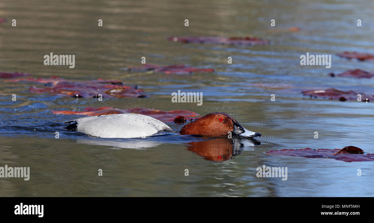 Pappbard / Ente wird angezeigt Stockfoto