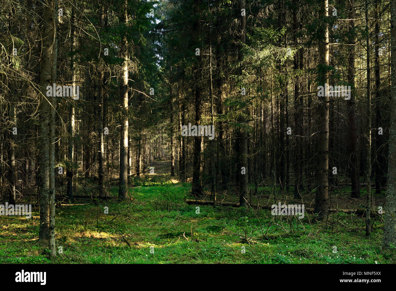 Magic Dark Forest. Herbst Wald Landschaft mit Strahlen der warmen Licht. Mistic Wald. Stockfoto