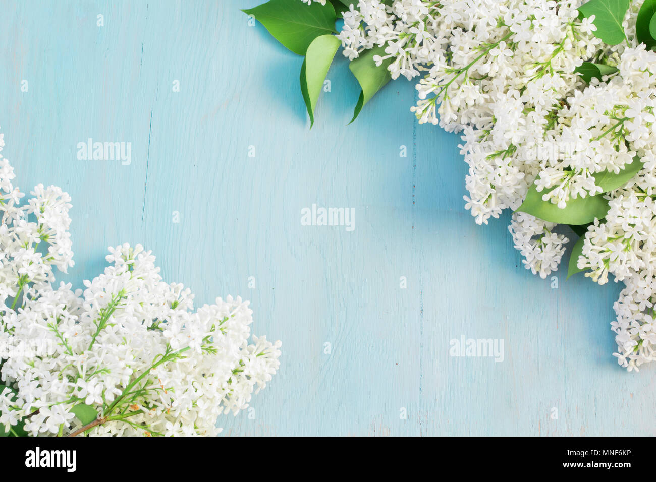 Lila Blumen auf blau Holz- Hintergrund. Kopieren Sie Platz. Stockfoto