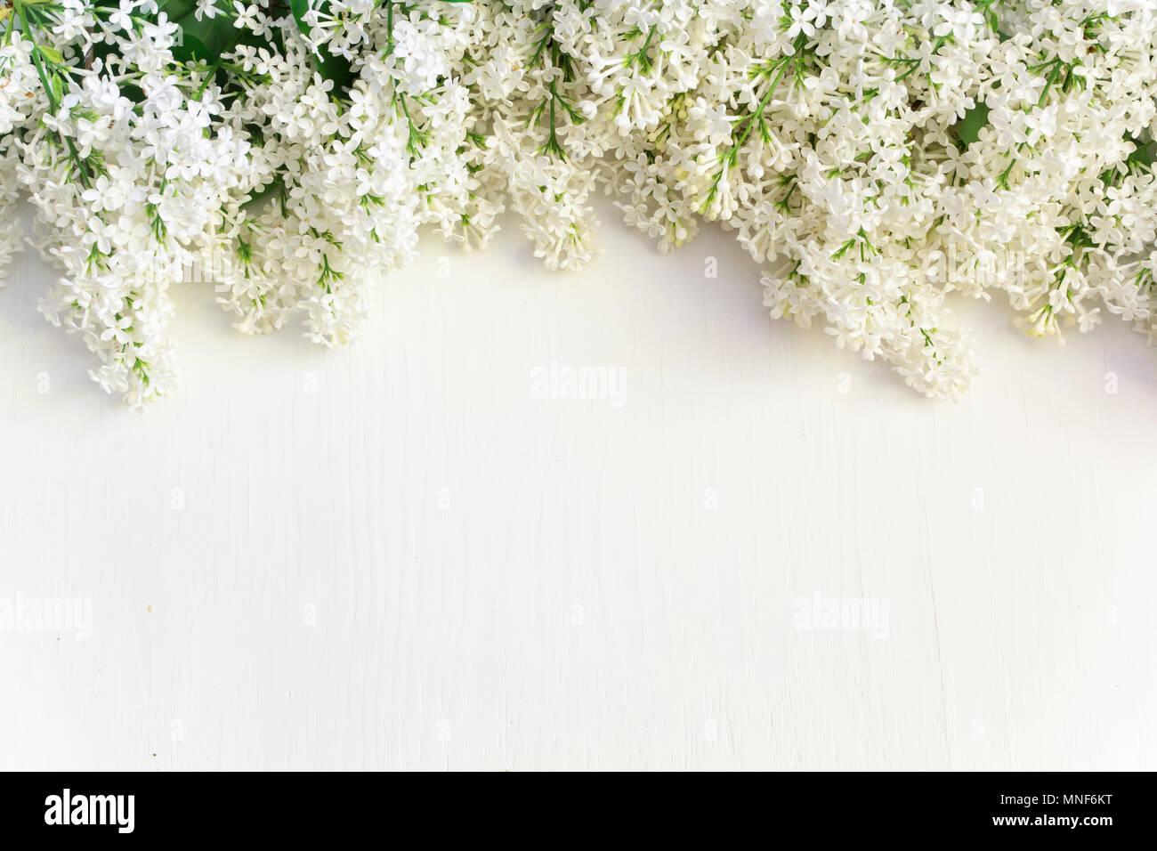 Lila Blumen auf weißem Holz- Hintergrund. Ansicht von oben. Stockfoto