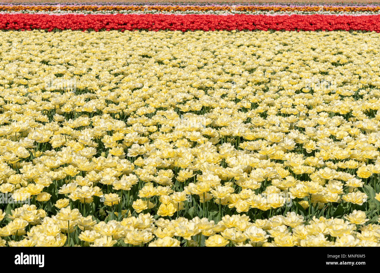 Anbau von Tulpen in die Blume Glühlampe region Bollenstreek, Niederlande Stockfoto