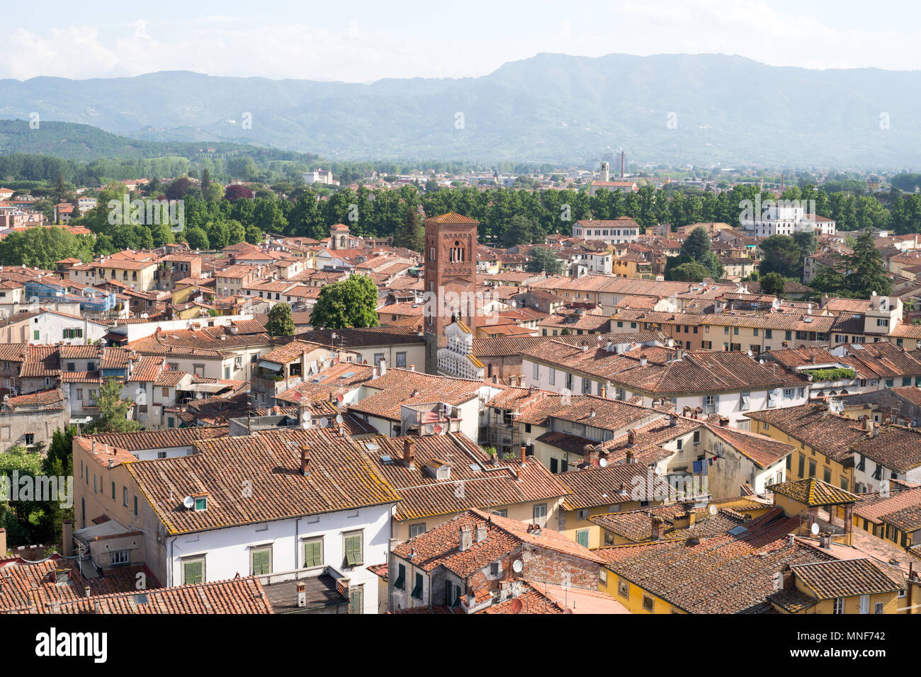 Ansicht von der Oberseite der Torre Guinigi, Lucca, Toskana, Italien, Europa Stockfoto
