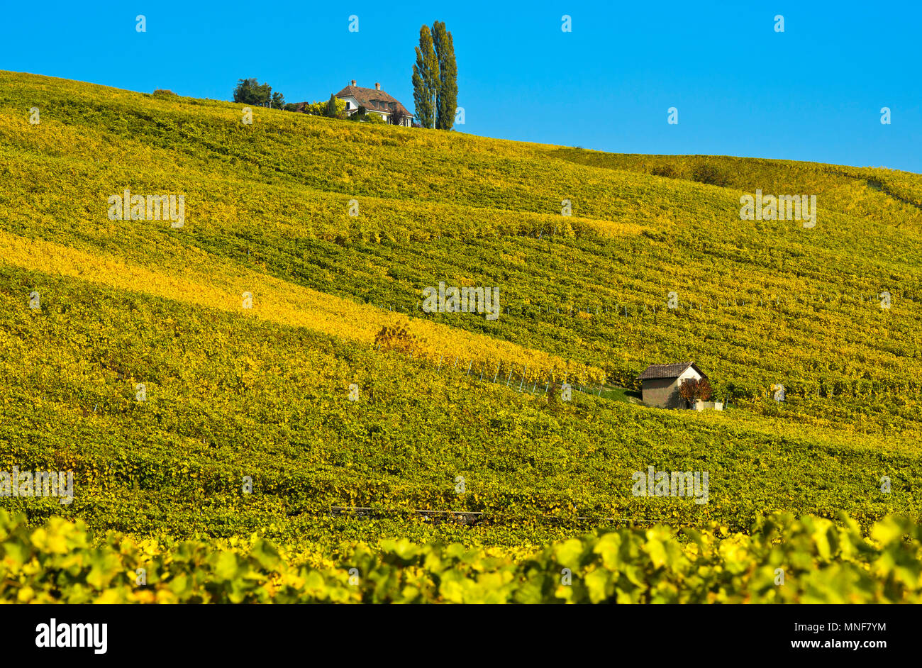 Die herbstlichen Weinberge in der Weinregion La Côte in der Nähe von Bougy-Villars, Waadt, Schweiz Stockfoto