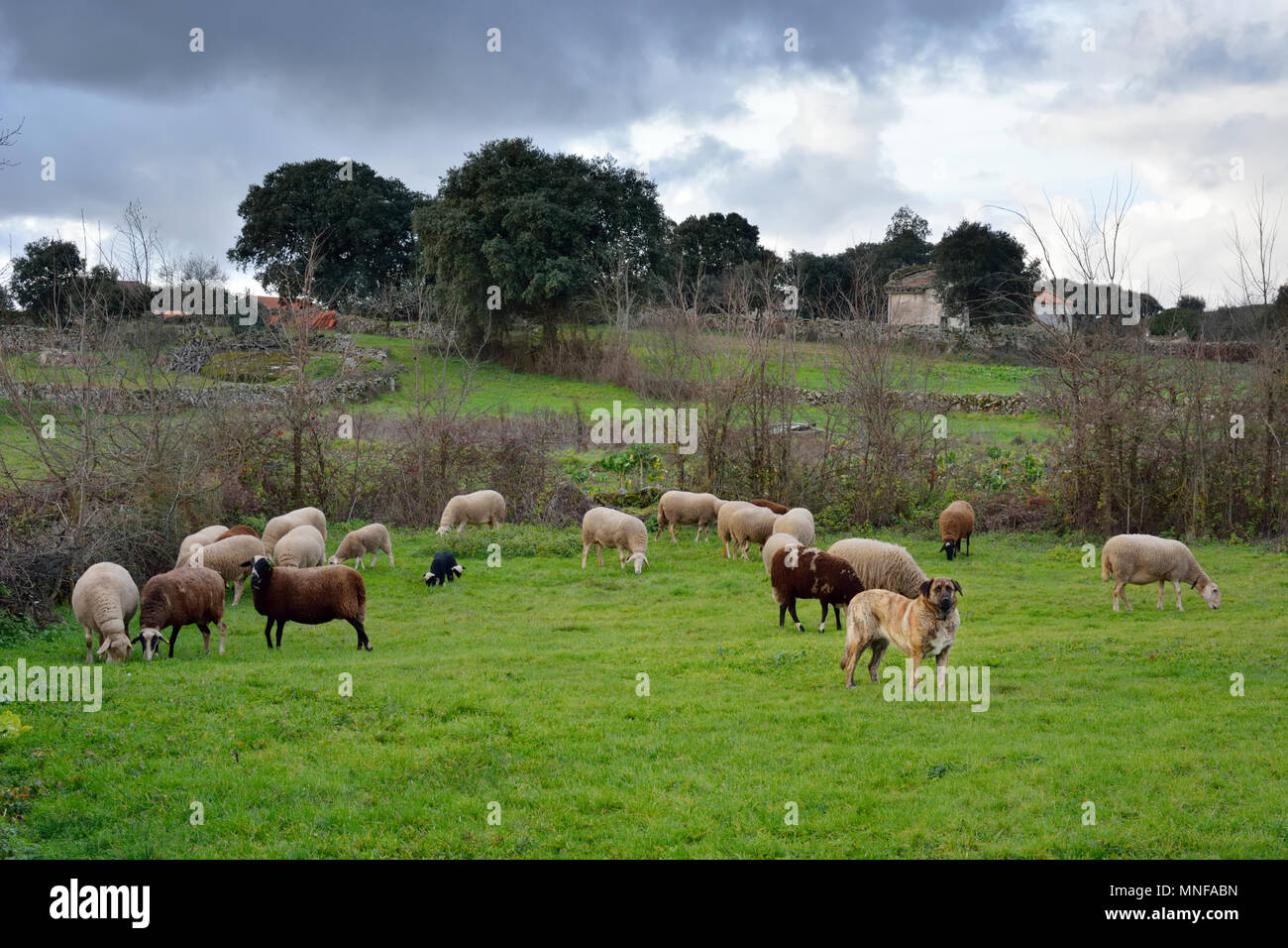 Ein Schaf, Hund bewacht die Herde von Raubtieren. Ifanes, Internationale Douro Nature Park. Portugal Stockfoto