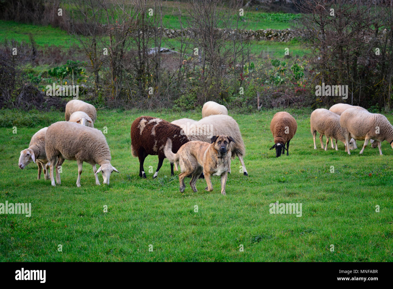 Ein Schaf, Hund bewacht die Herde von Raubtieren. Ifanes, Internationale Douro Nature Park. Portugal Stockfoto