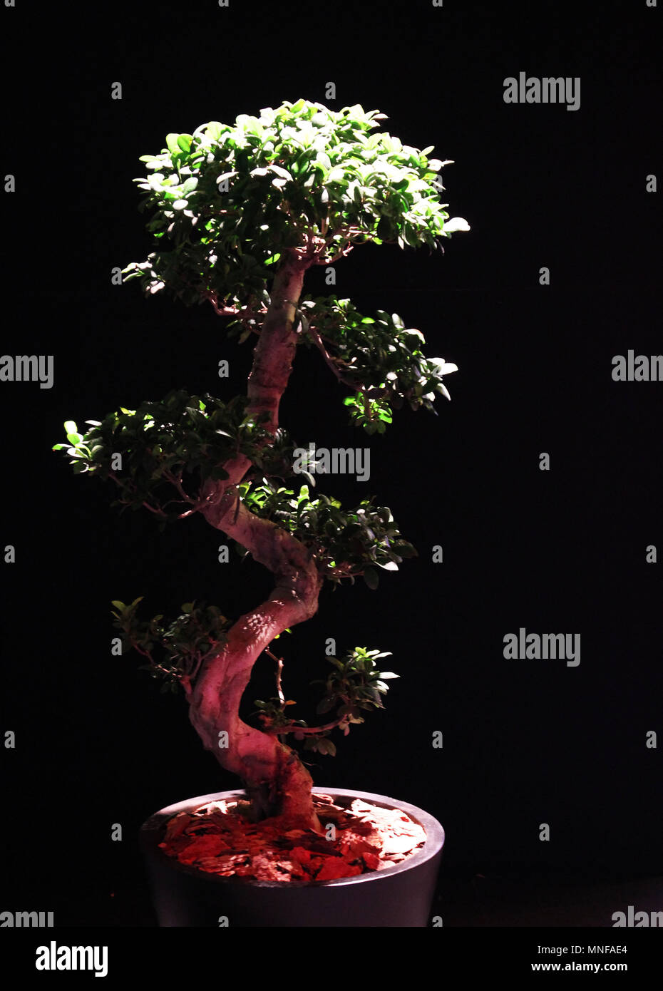 Bonsai Baum Stockfoto