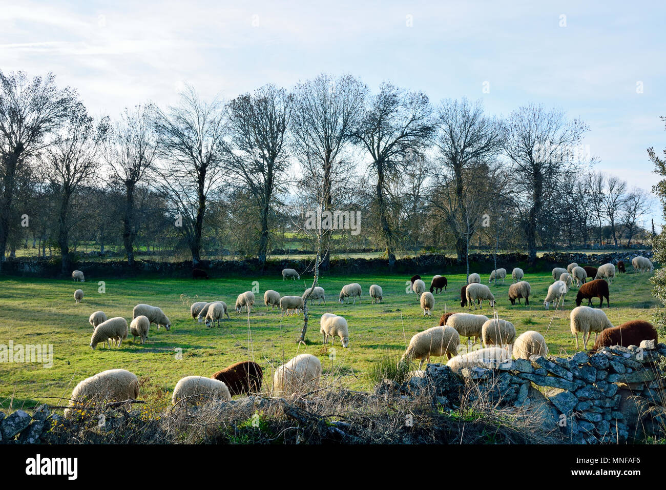Eine Herde Schafe grasen auf den Weiden von Miranda do Douro. Tras-os-Montes, Portugal Stockfoto