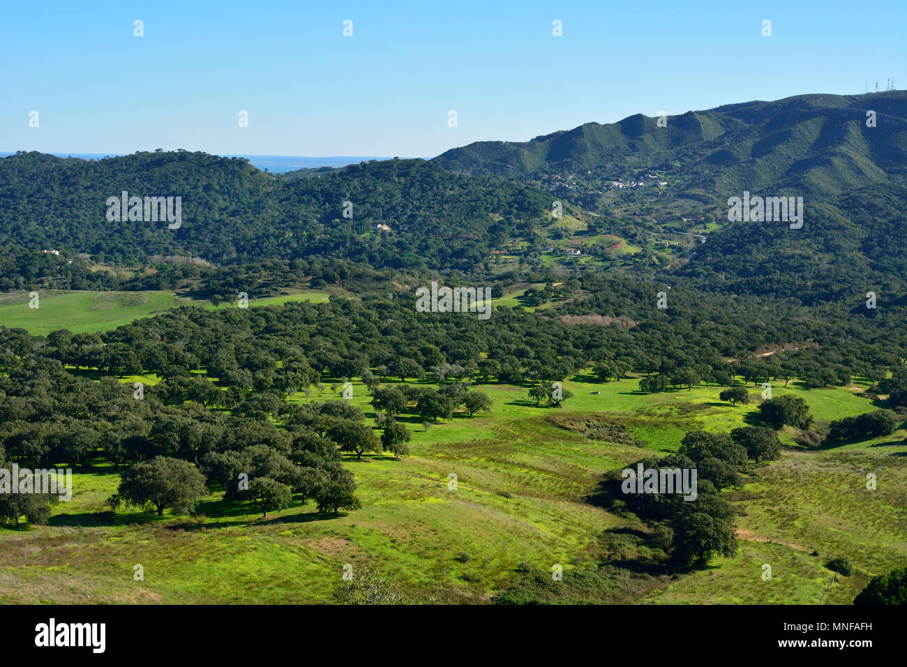 Korkeichen am Naturparks Arrabida. Portugal Stockfoto