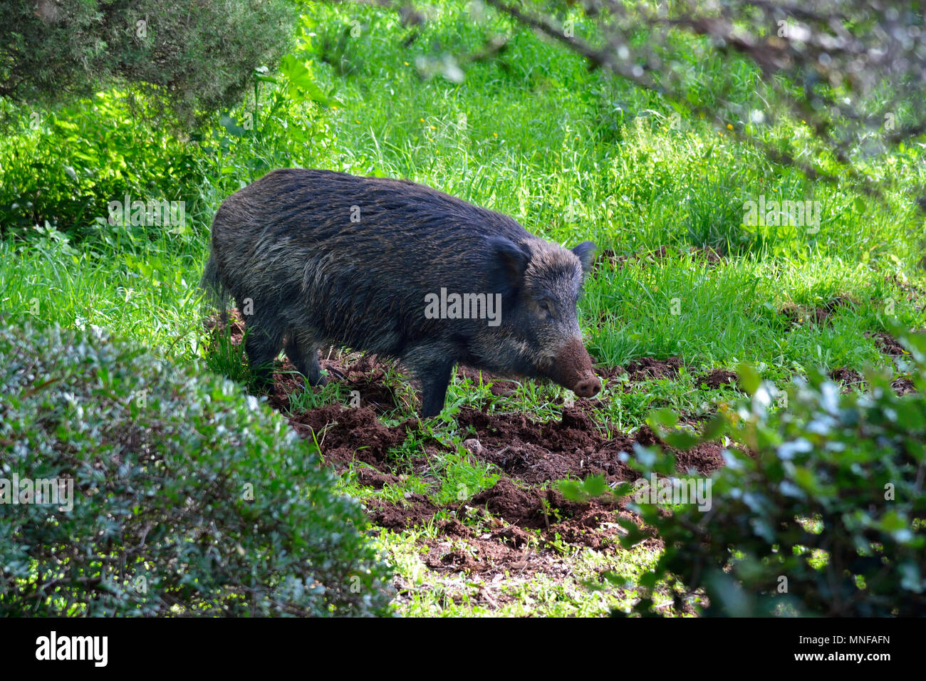 Wildschwein (Sus scrofa) an der Naturparks Arrabida. Portugal Stockfoto