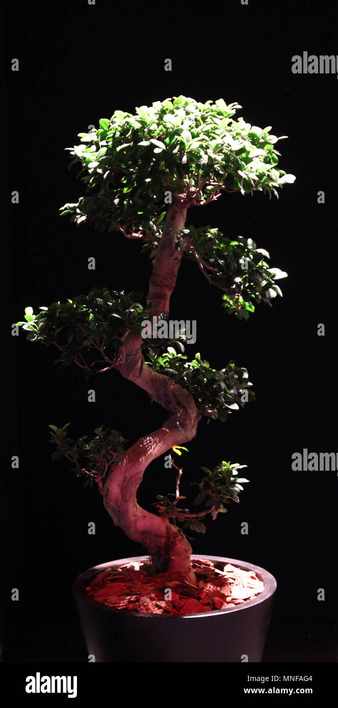 Bonsai Baum Stockfoto