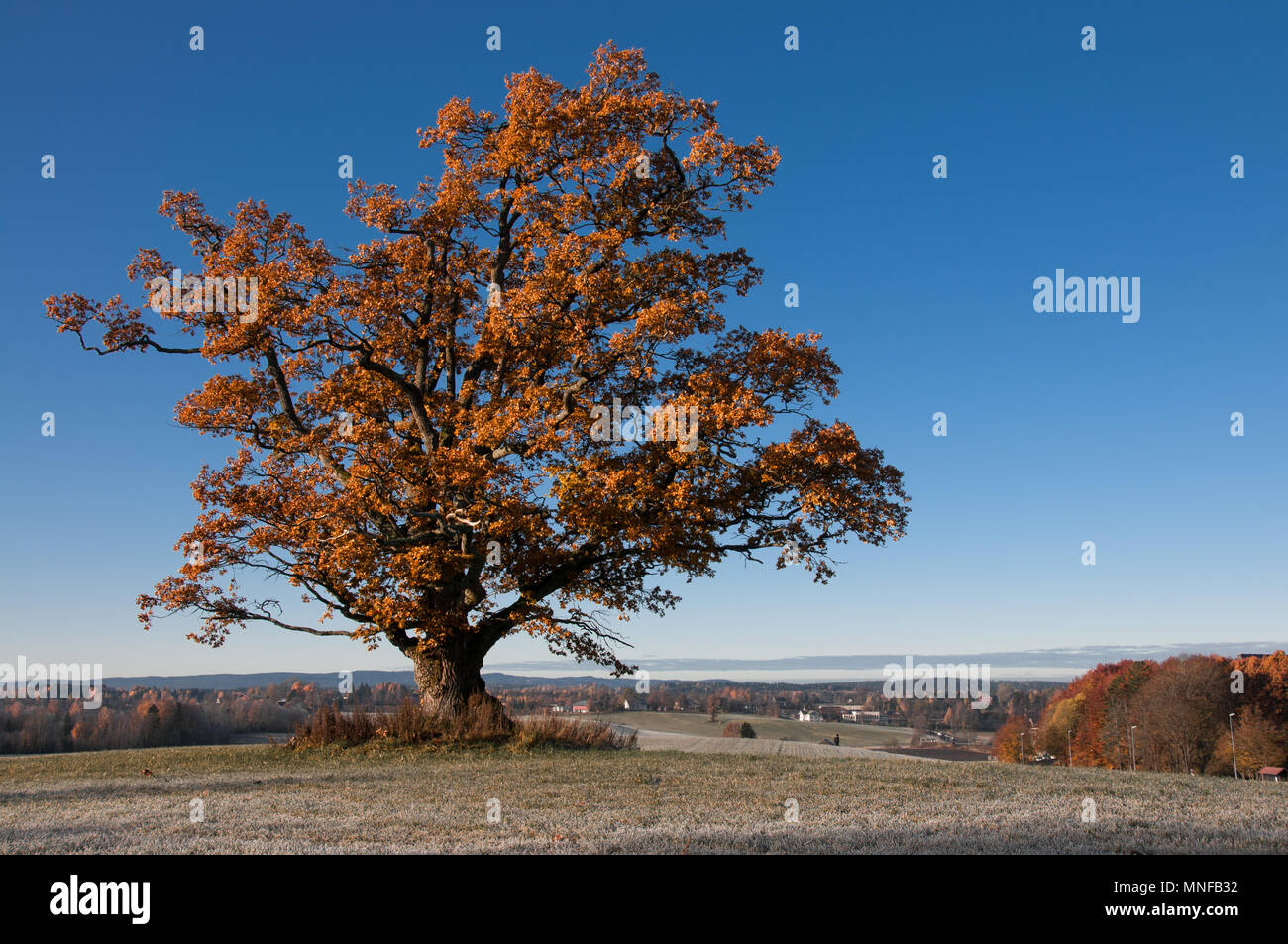 Eine 400 Jahre alte Eiche in Skandinavien Stockfoto