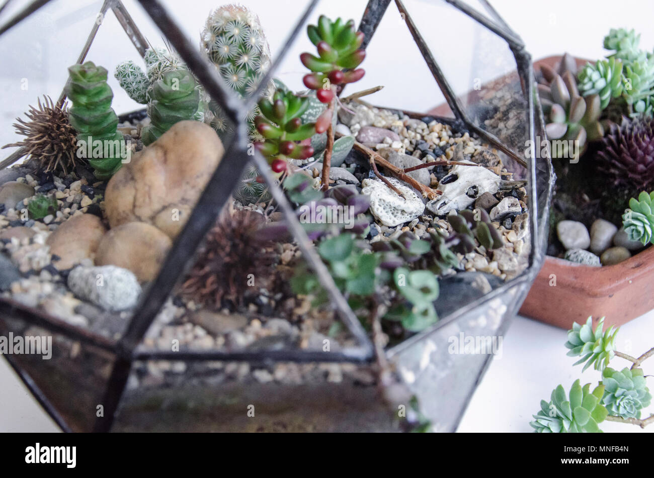 Regelmäßige icosidodecahedron Geometrische Terrarium Behälter 2 Stockfoto Regelmäßige icosidodecahedron Geometrische Terrarium Behälter 2 Stockfoto