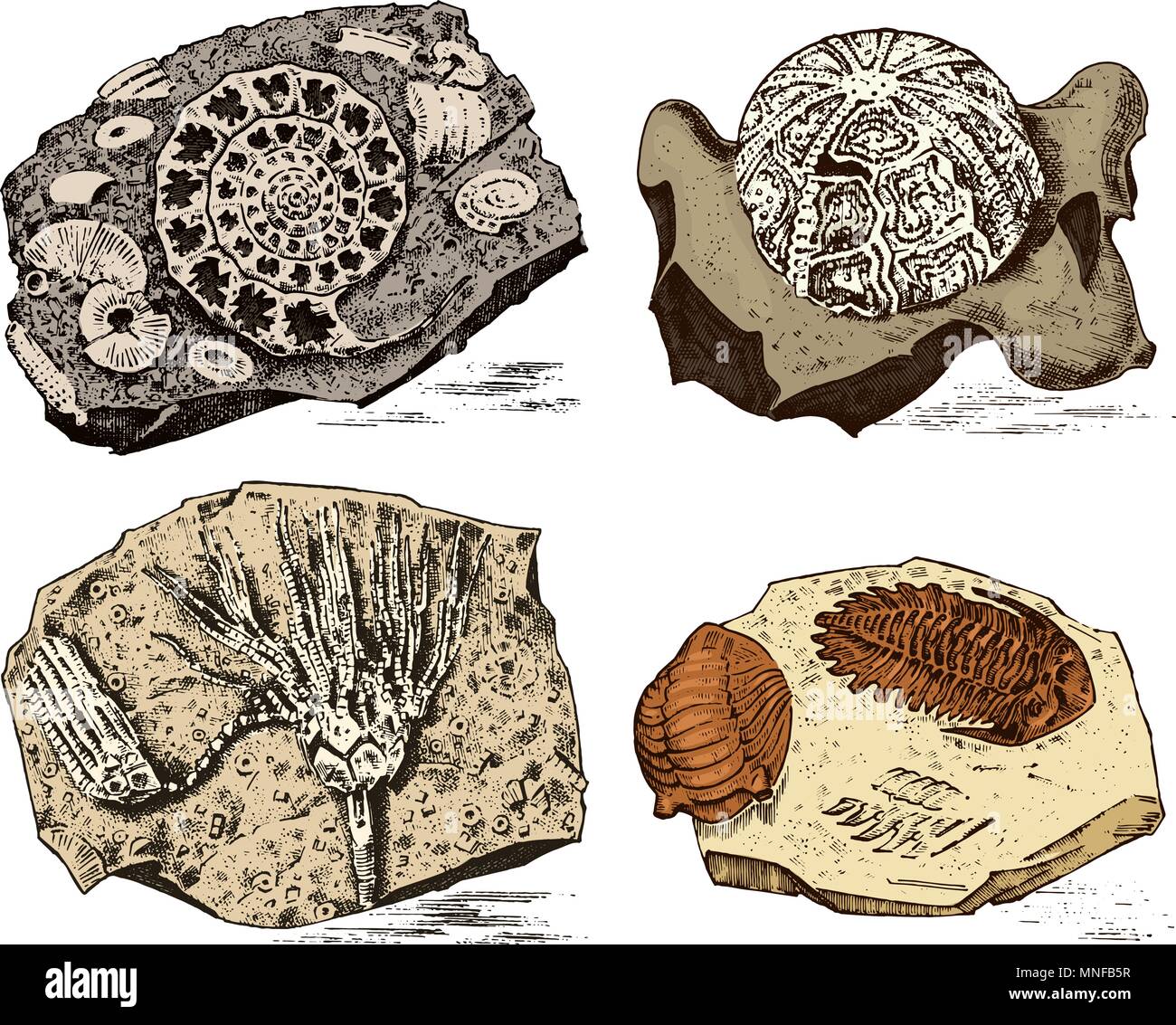 Fragment Fossilien, das Skelett der prähistorischen tote Tiere in Stein. Ammoniten, Trilobiten, Seeigel und Crinoid. Archäologie und Paläontologie. graviert Hand gezeichnet Alte vintage Skizze. Vector Illustration Stock Vektor