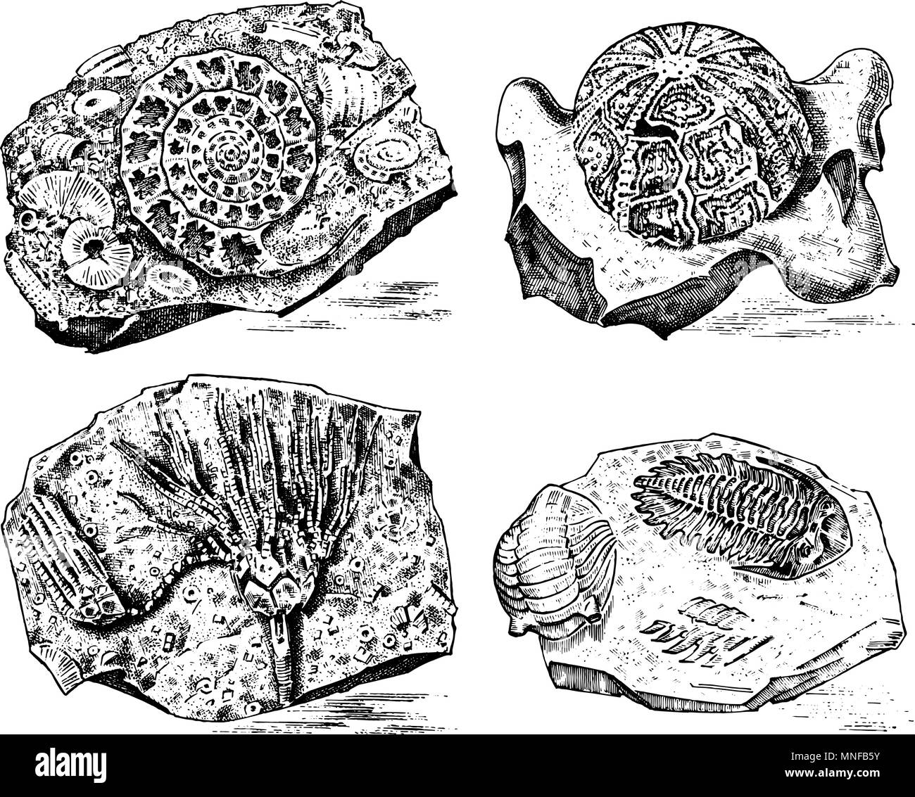 Fragment Fossilien, das Skelett der prähistorischen tote Tiere in Stein. Ammoniten, Trilobiten, Seeigel und Crinoid. Archäologie und Paläontologie. graviert Hand gezeichnet Alte vintage Skizze. Vector Illustration Stock Vektor