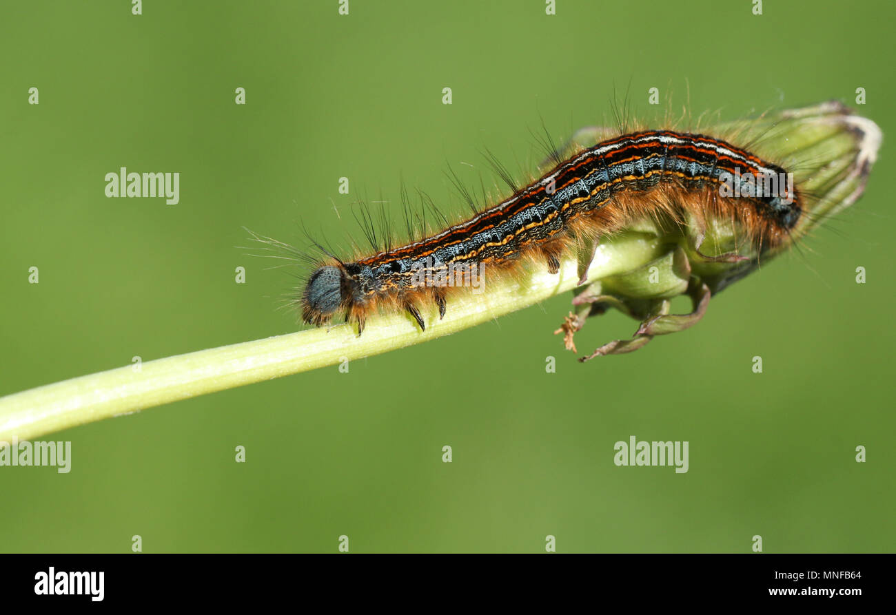 Eine atemberaubende Lakai Motte Caterpillar (Malacosoma eulengattung) auf einem Löwenzahn stammen. Stockfoto
