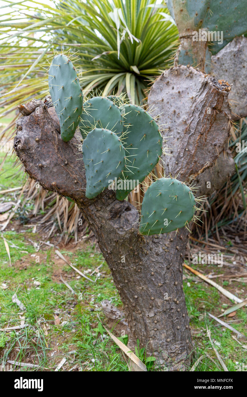 Nahaufnahme eines Opuntia allairei Kaktus Anlage auf der Insel Lokrum, in  der Adria, Dubrovnik, Kroatien Stockfotografie - Alamy