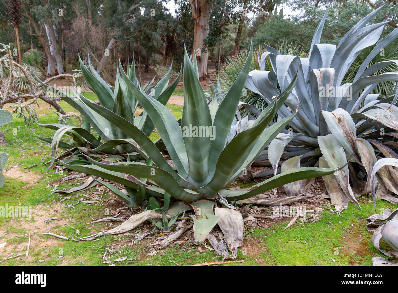 Eine Agave salmiana Kaktus Anlage auf der Insel Lokrum, in der Adria,  Dubrovnik, Kroatien Stockfotografie - Alamy