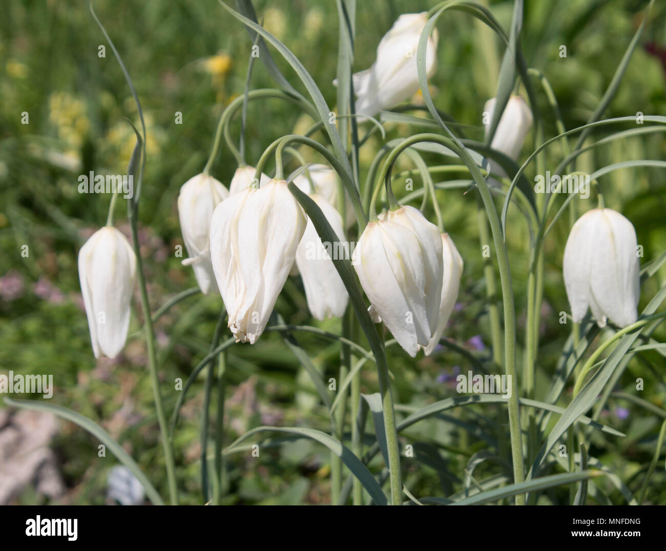 Weiße Blumen Glocken im grünen Gras Stockfotografie - Alamy