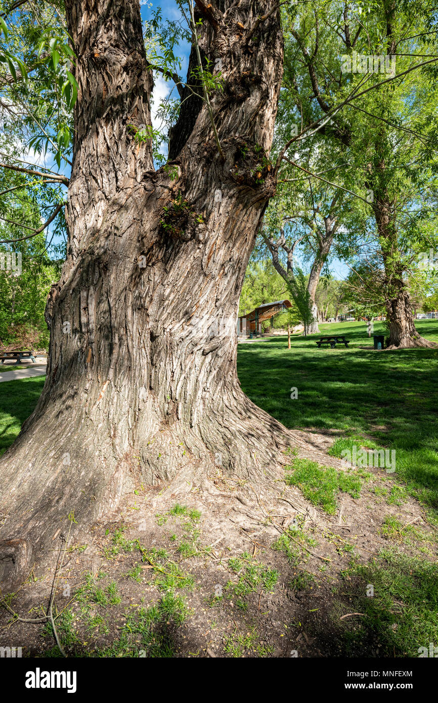 Grob strukturierte Rinde auf alten Pappel (Populus canescens); Riverside Park; Salida, Colorado, USA Stockfoto