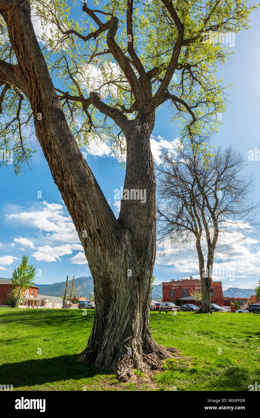 Grob strukturierte Rinde auf alten Pappel (Populus canescens); Riverside Park; Salida, Colorado, USA Stockfoto