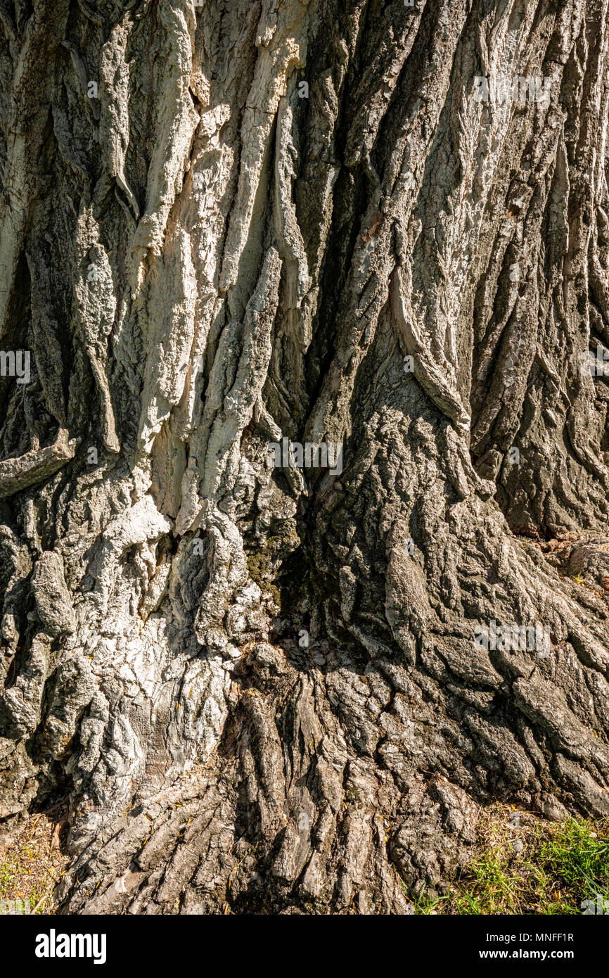 Grob strukturierte Rinde auf alten Pappel (Populus canescens); Riverside Park; Salida, Colorado, USA Stockfoto