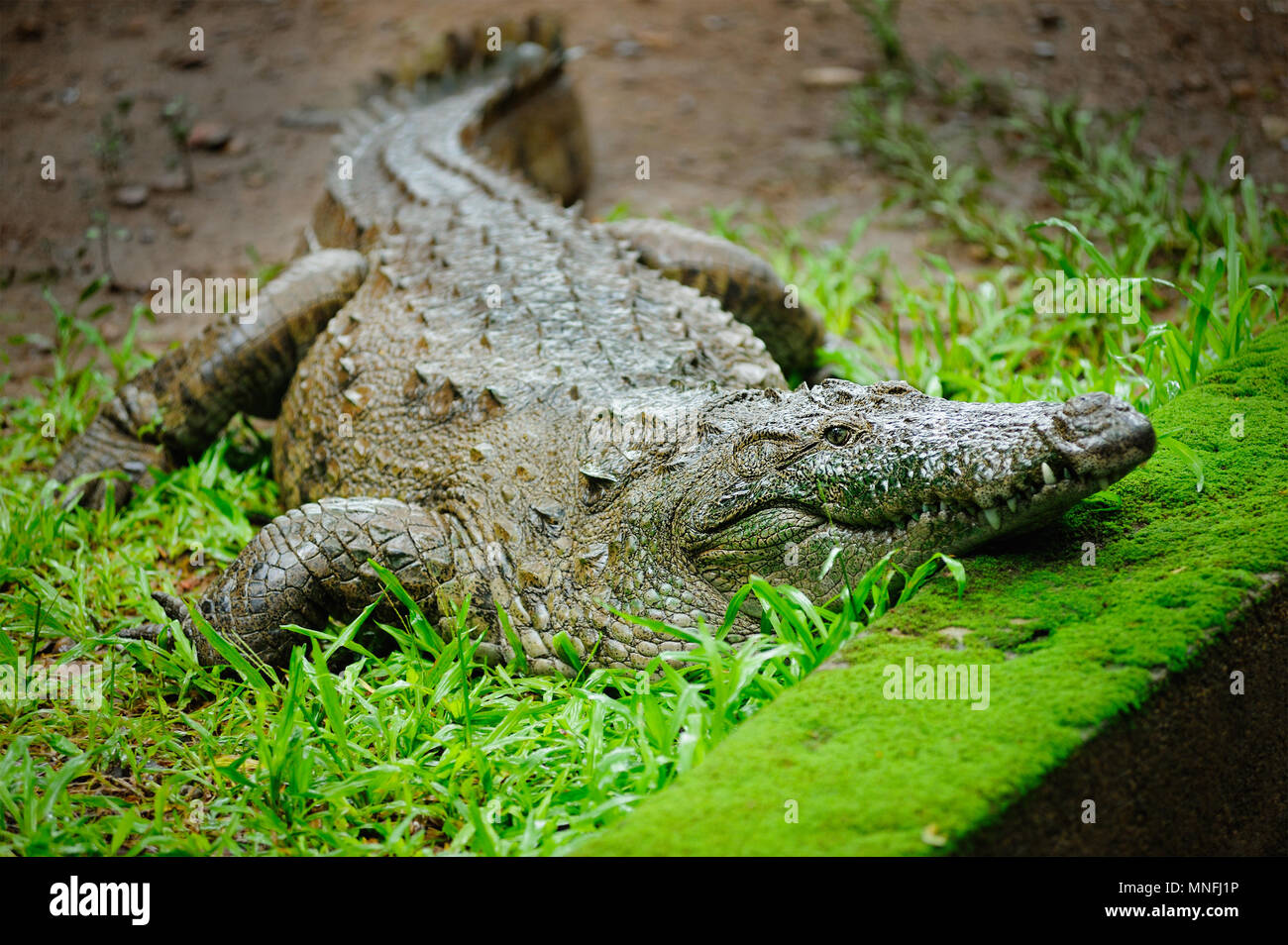 Crocodile india Fotos und Bildmaterial in hoher Auflösung Alamy