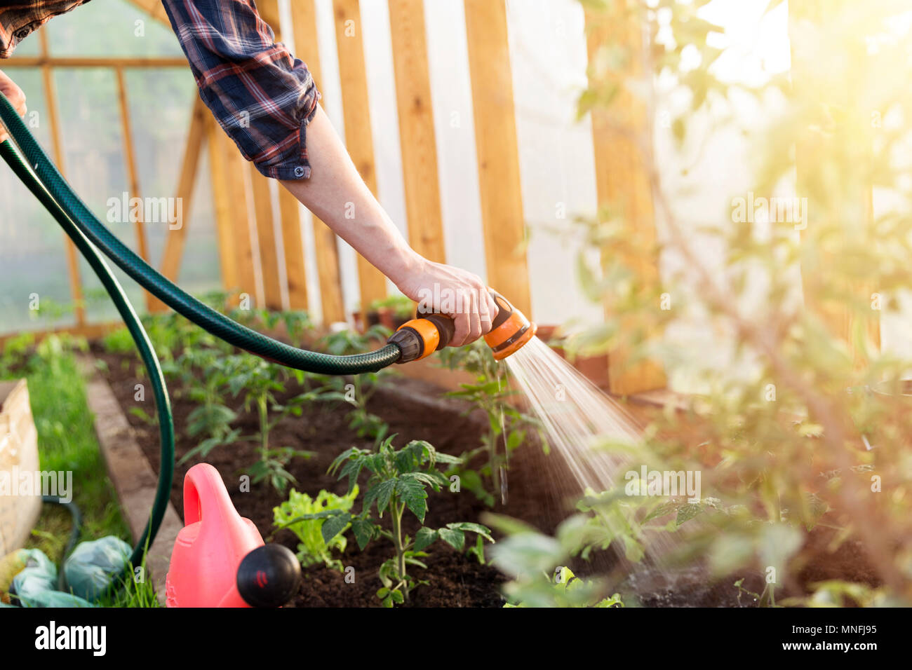 Bewässerung Sämling Tomatenpflanze im Gewächshaus Garten Stockfoto