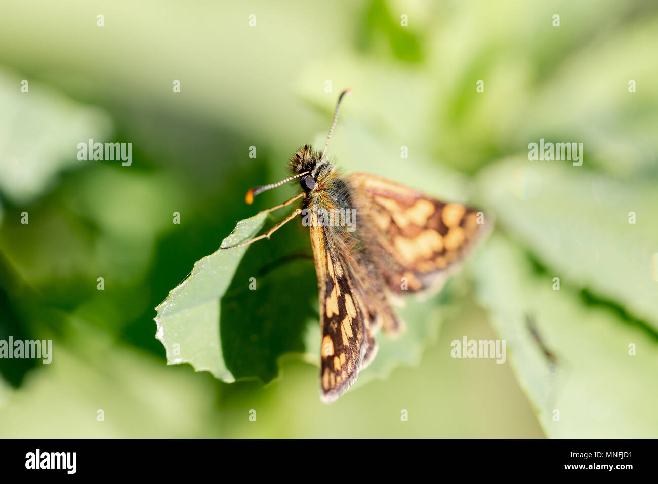Skipper tagaktive Schmetterling aus der Familie der Nahaufnahme makro Portrait. Horizontale shot mit geringer Tiefenschärfe Stockfoto