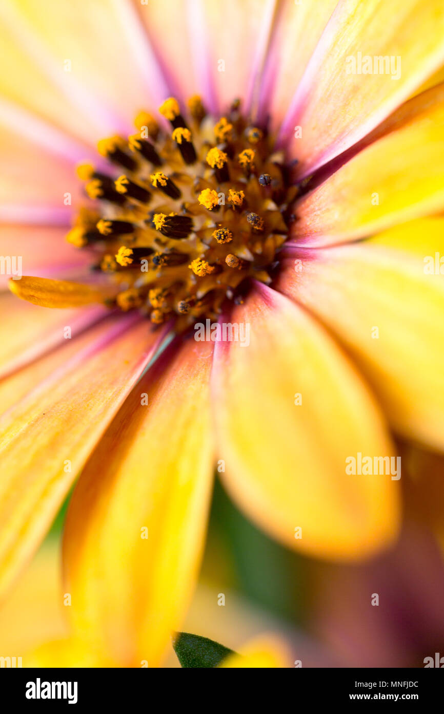 African Daisy, Osteospermum, extreme Makro Blume Kopf in leuchtenden Orange Gelb lila Farbe. Vertikale full frame deckenden Hintergrund mit selektiven Schwerpunkte Stockfoto