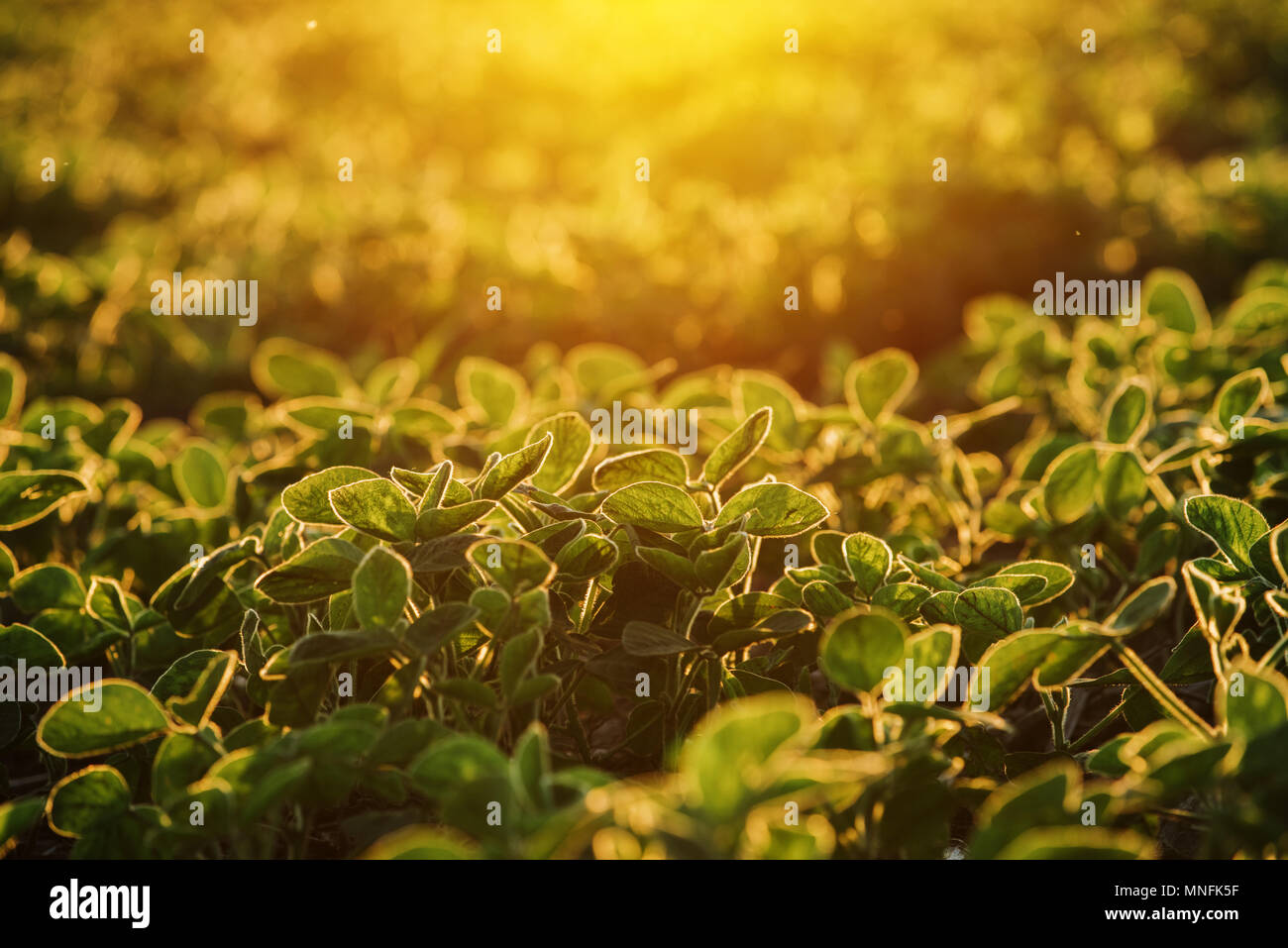 Organische Sojafeld im Sonnenuntergang, selektiven Fokus Stockfoto