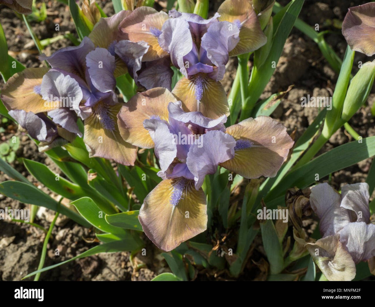 Nahaufnahme der Mauve und Schokolade Blumen Iris Hocus Pocus Stockfoto