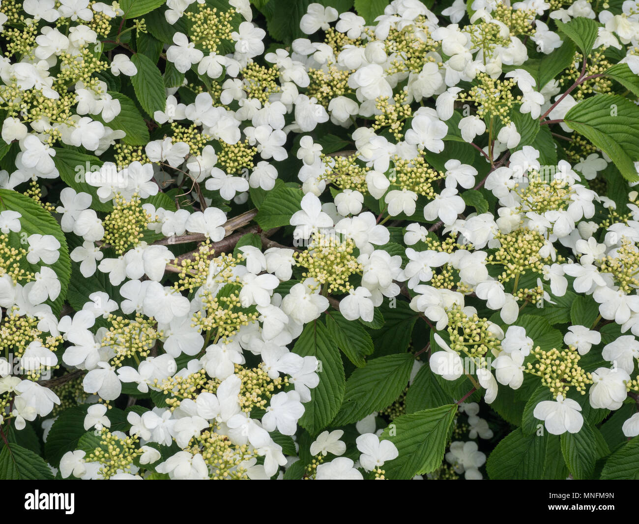 Nahaufnahme der Blumen von Viburnum plicatum tomentosum Maresii Stockfoto