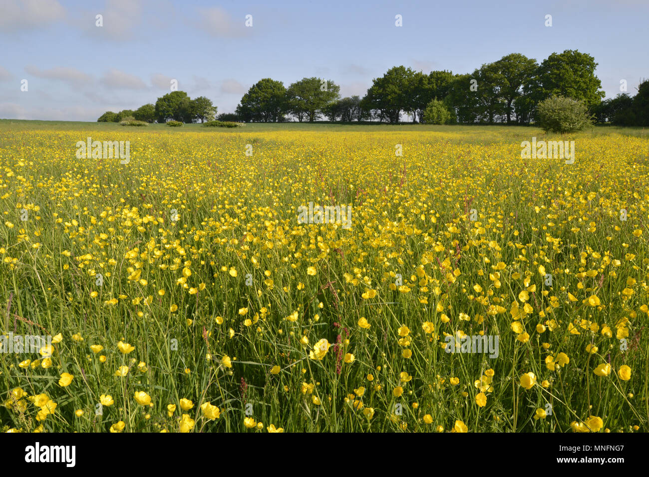 Wiese Buttercup - Ranunculus acris Stockfoto