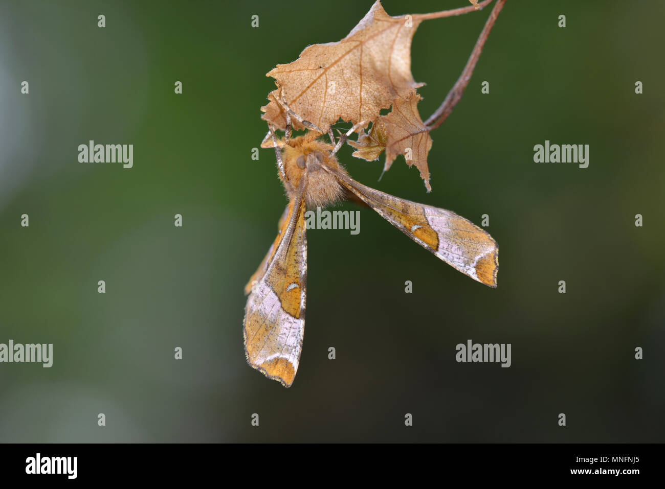 Lila Thorn - Selenia tetralunaria Stockfoto