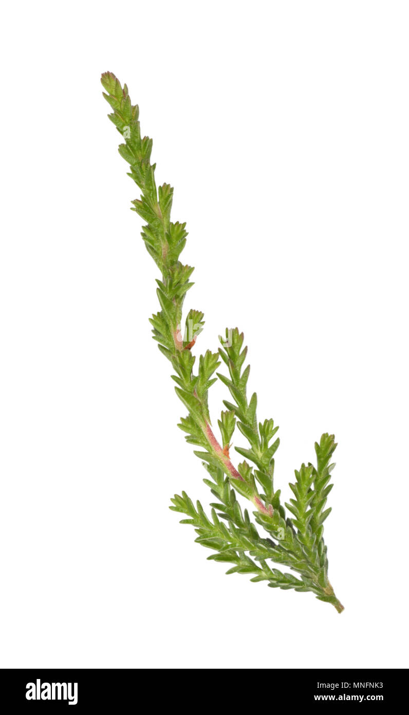 Heidekraut Calluna vulgaris Stockfoto