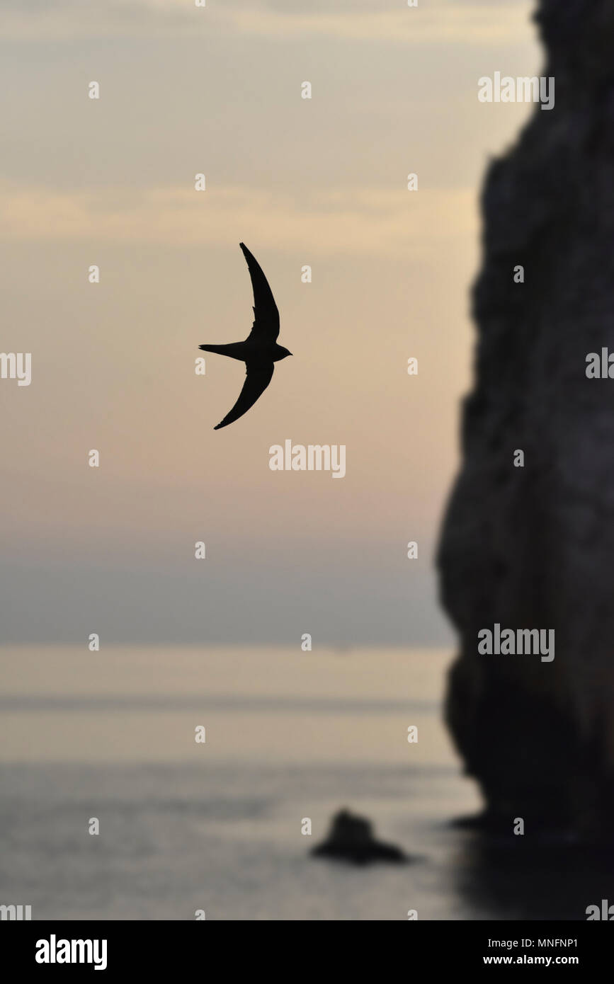 Alpine Swift-Apus Melba Stockfoto