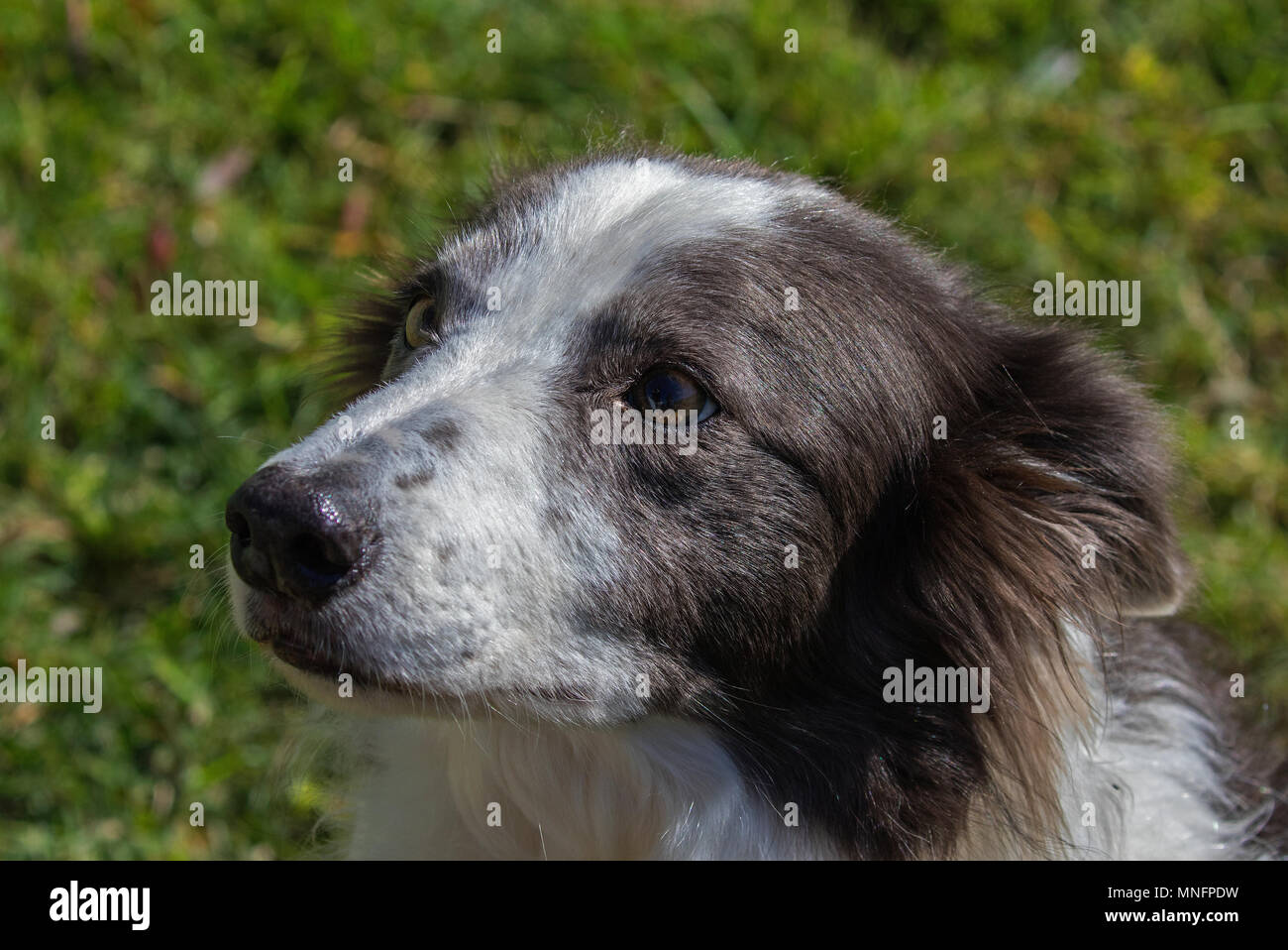 Border-Collie Hund Stockfoto