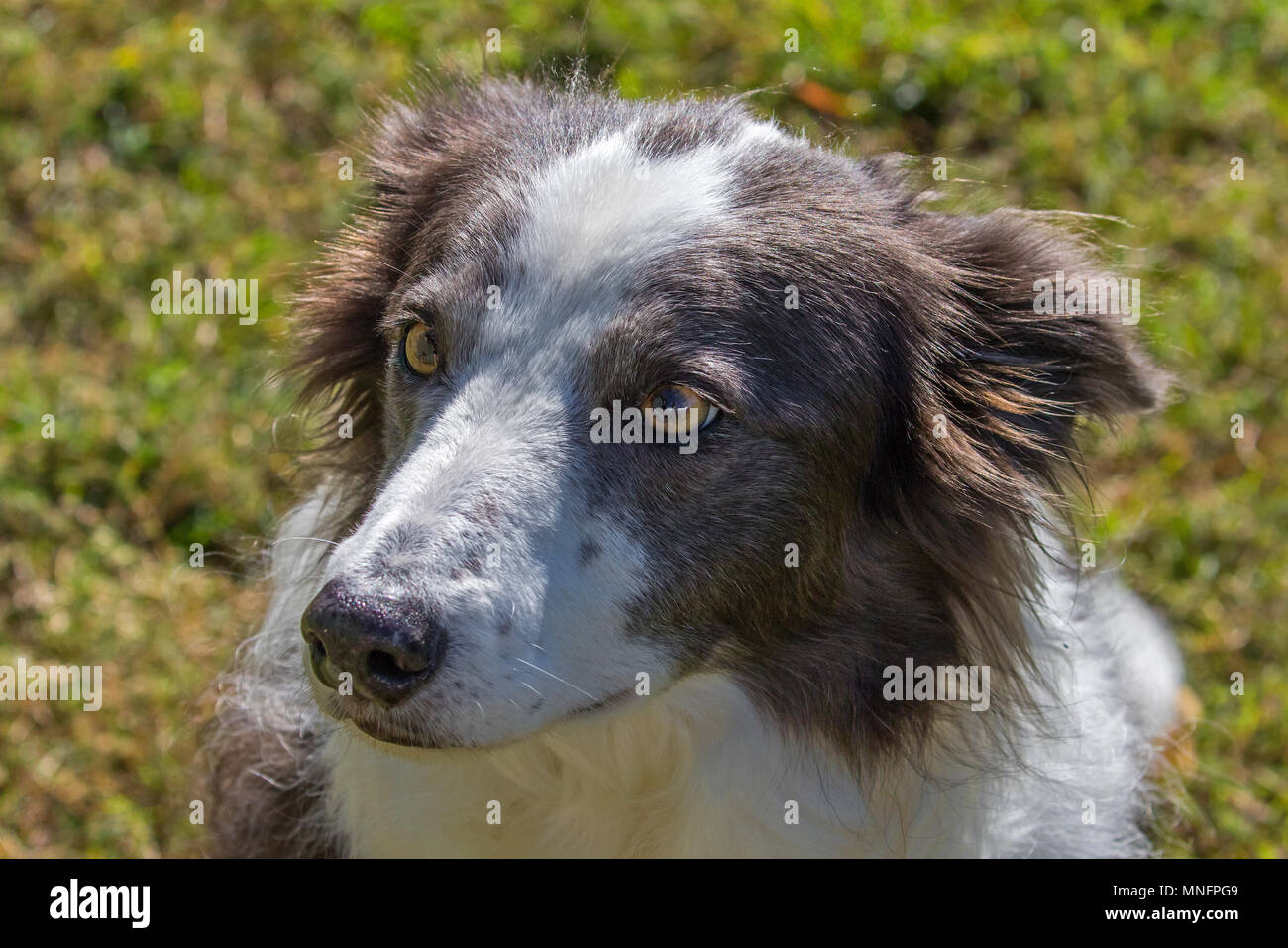 Border-Collie Hund Stockfoto