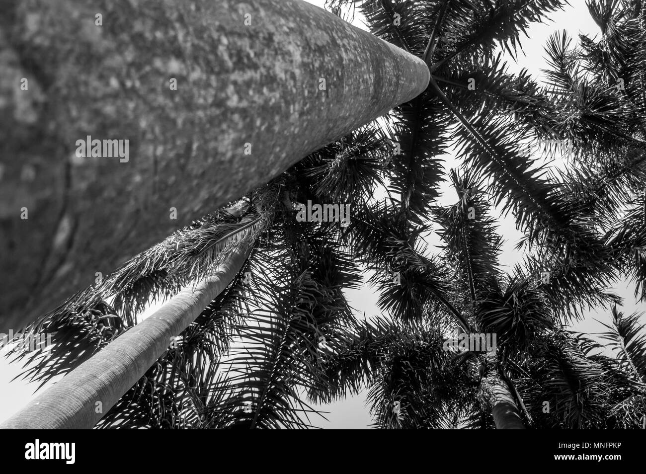 Ansicht von unten unter Palmen am klaren Himmel Stockfoto