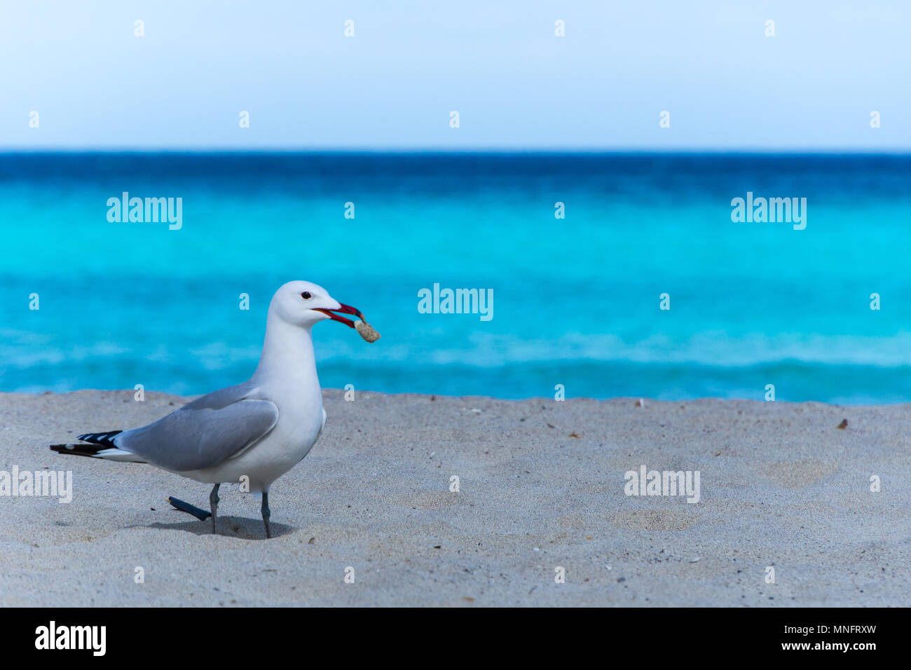 Mallorca, blaue Meer hinter Möwe Vogel mit Stein im Mund Stockfoto