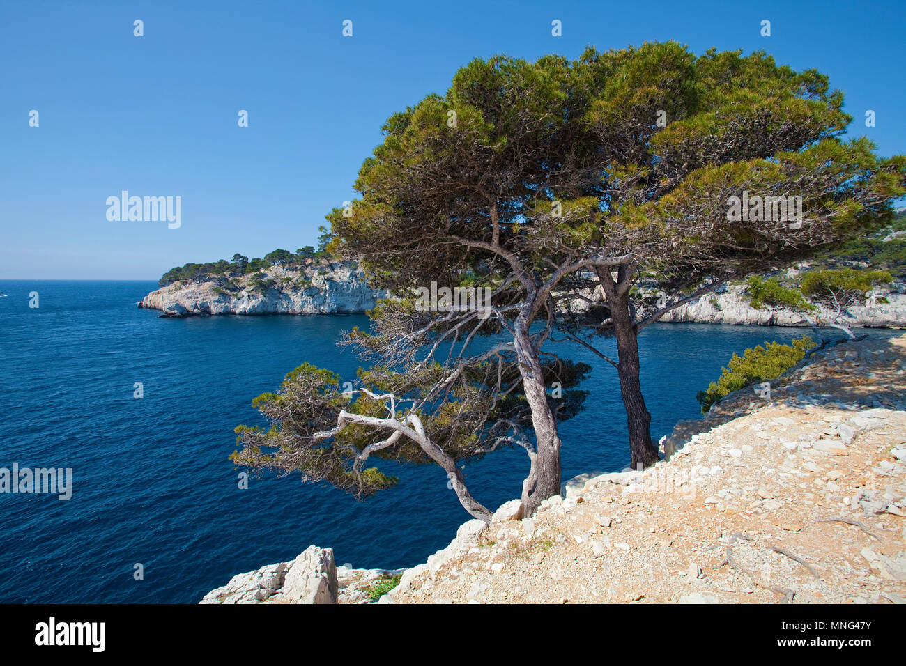 Pine Tree auf den Felsen an der Calanques, Bouches-du-Rhône, Côte d'Azur, Südfrankreich, Frankreich, Europa Stockfoto