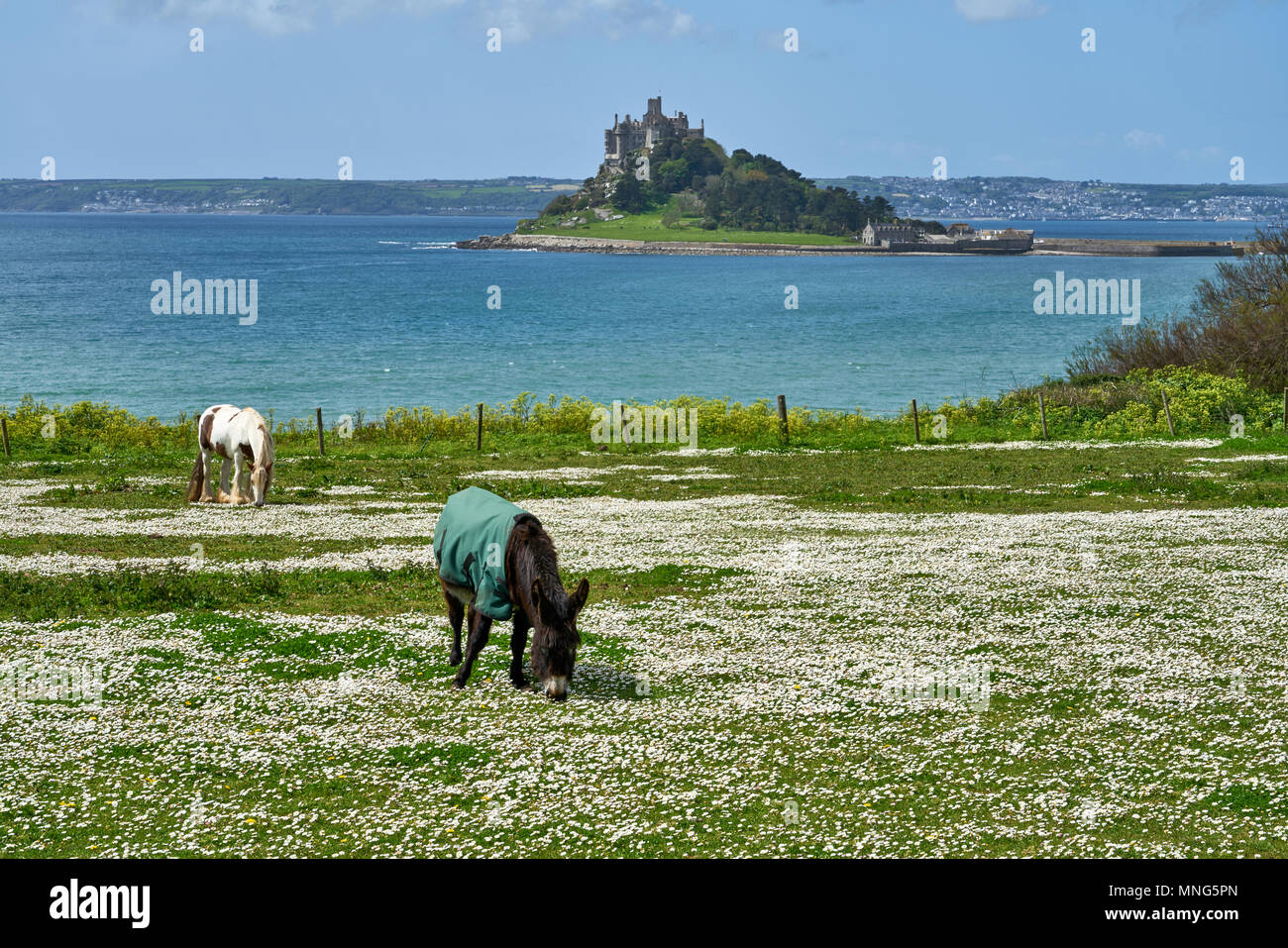 St. Michaels Mount West Cornwall, UK, 10. Mai 2018. Pferde und Ponys grasen in einem Feld mit Blick auf den Berg auf einem sonnigen Frühling Morgen Stockfoto