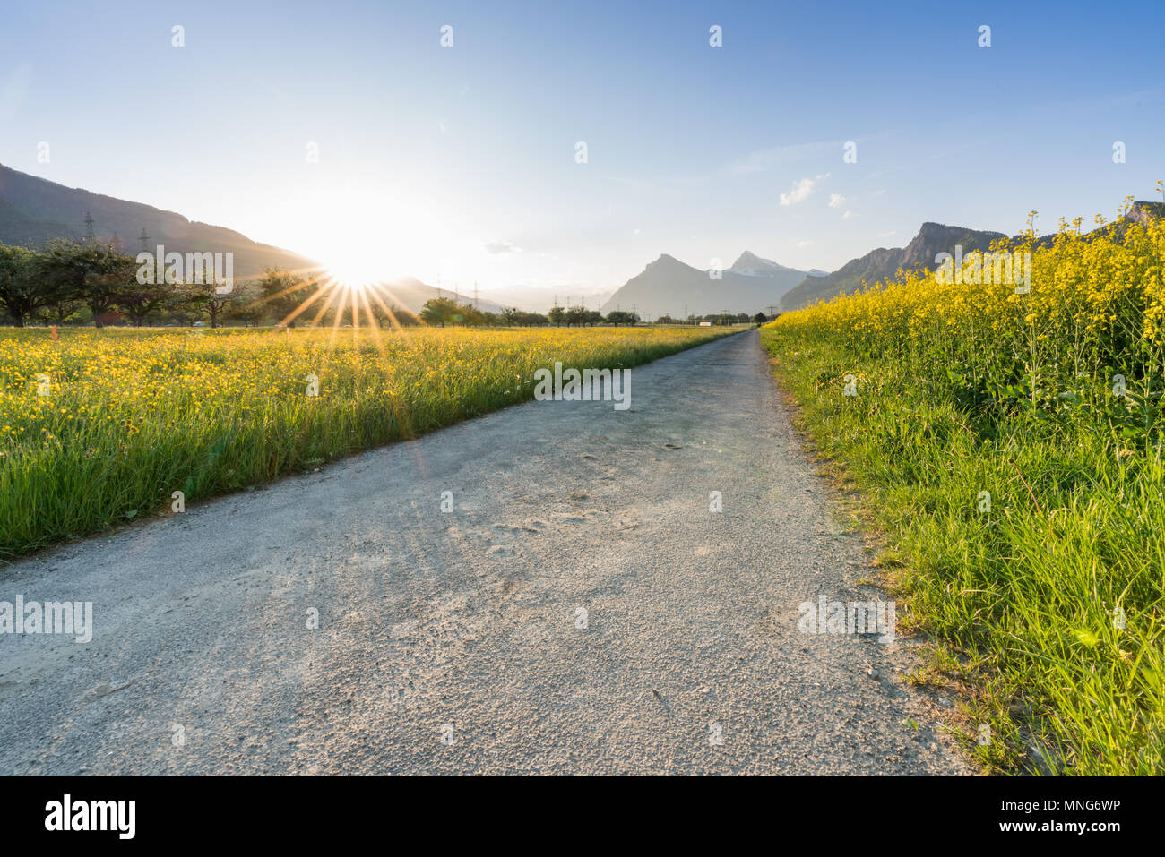 Schotterstraße Abschied ein Raps Raps Feld und einem gelben wildflower Meadow mit der untergehenden Sonne hinter einer wunderschönen Berglandschaft verschwinden Stockfoto