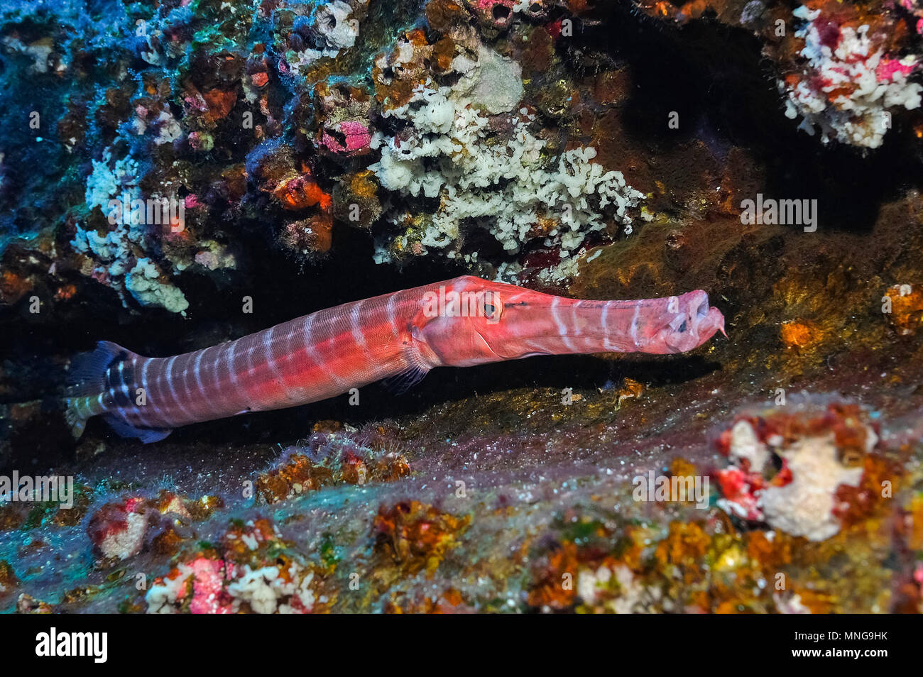 Trompetenfische, Aulostomus chinensis, Revillagigedo Inseln, Roca Partida, Mexiko, Pazifik Stockfoto