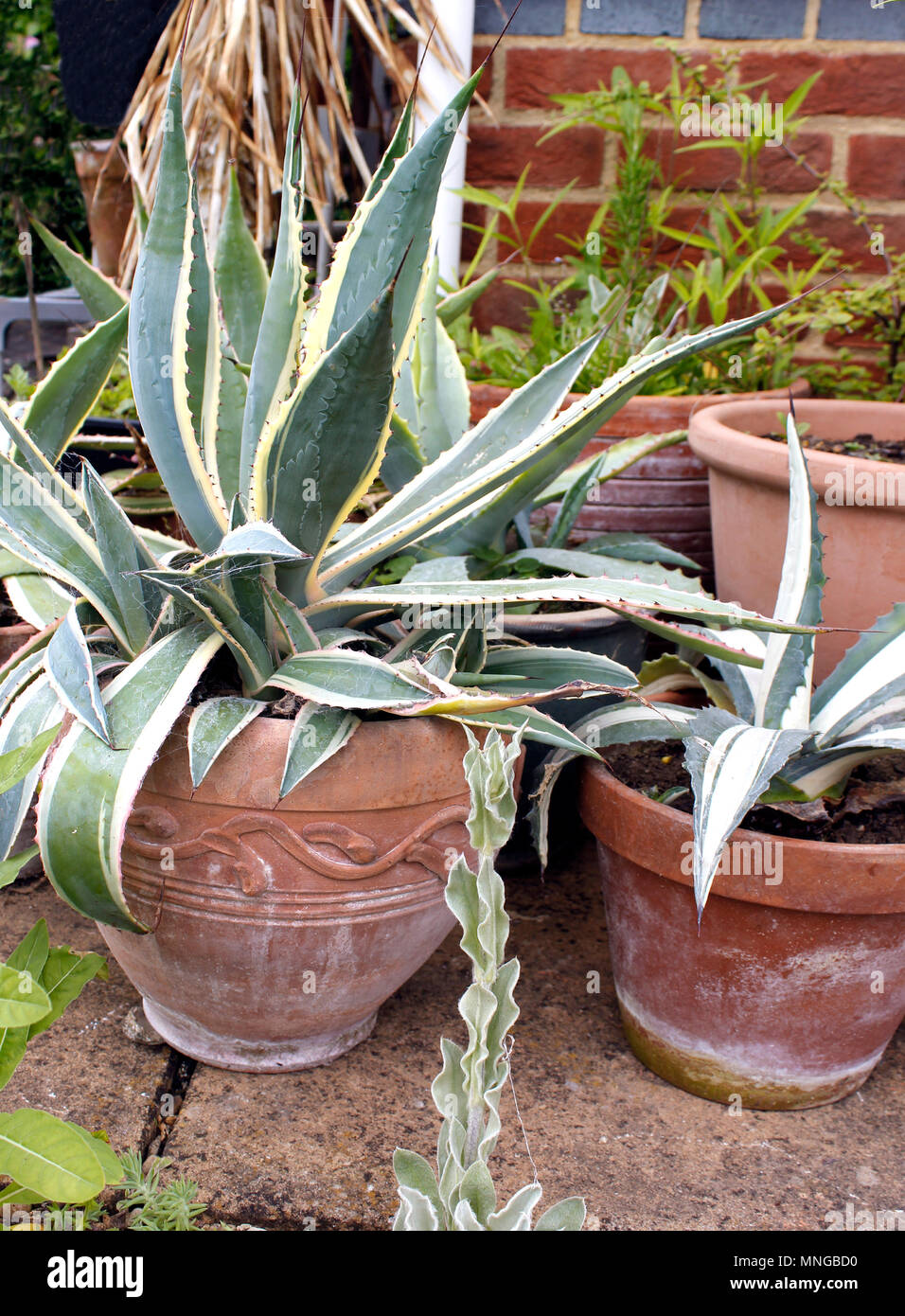 Agave - Kaktus (Agavaceae) wächst in Töpfen Stockfoto