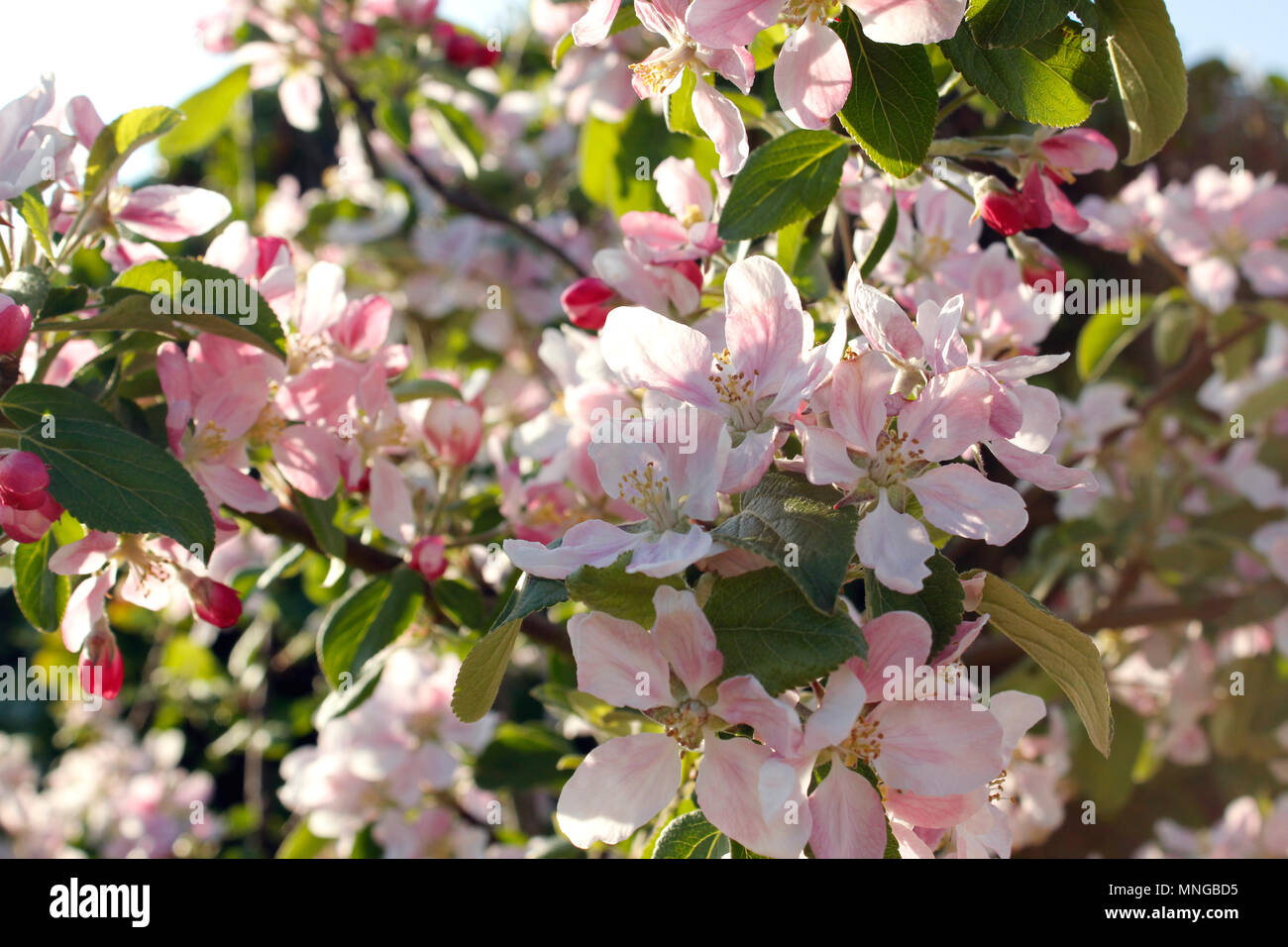 Apple Blossom auf einem jungen Braeburn gelten Baum Stockfoto